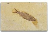 Detailed Fossil Fish (Knightia) - Wyoming #354035-1